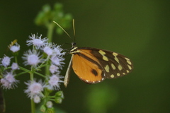Hypothyris lycaste callispila