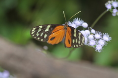 Hypothyris lycaste callispila