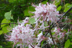 Rhododendron canescens