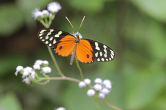 Hypothyris lycaste callispila