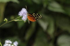 Hypothyris lycaste callispila