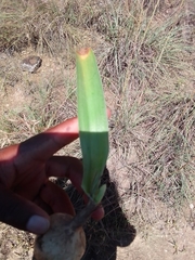 Albuca setosa