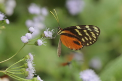 Hypothyris lycaste callispila