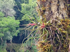 Tillandsia bulbosa