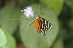 Hypothyris lycaste callispila