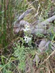 Teucrium corymbosum