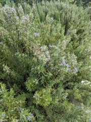 Rosmarinus