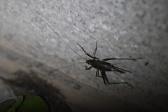 Meloimorpha japonica