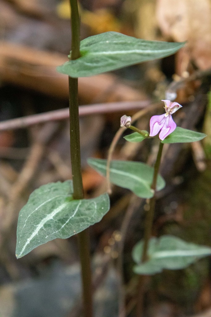 Disperis reichenbachiana
