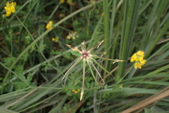 Lotus uliginosus