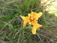 Cypella fucata