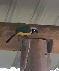 Cyanocorax yncas yncas