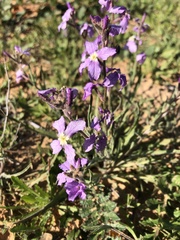 Matthiola longipetala livida