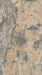 Brochymena