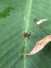 Cyrtophora exanthematica