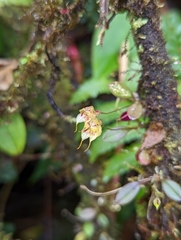Pleurothallis silverstonei