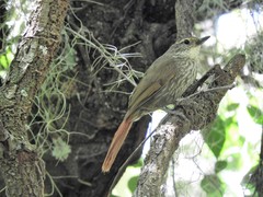 Syndactyla rufosuperciliata