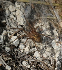 Araneae