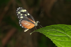 Napeogenes tolosa amara