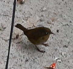 Chlorospingus flavopectus