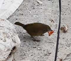 Chlorospingus flavopectus