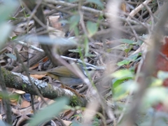 Myiothlypis leucophrys