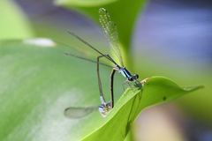 Acanthagrion trilobatum