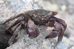 Episesarma chentongense