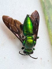Exaerete frontalis