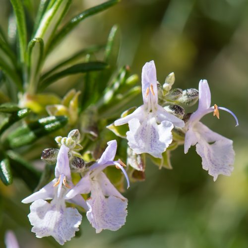 Salvia rosmarinus
