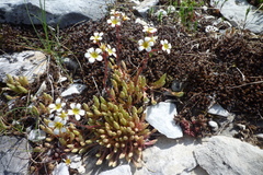 Saxifraga conifera