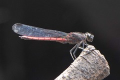 Platycypha