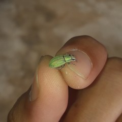 Pantomorus viridisquamosus