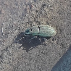 Pantomorus viridisquamosus