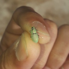 Pantomorus viridisquamosus