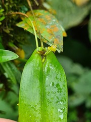 Pleurothallis dibolia