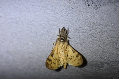 Carrhotus xanthogramma