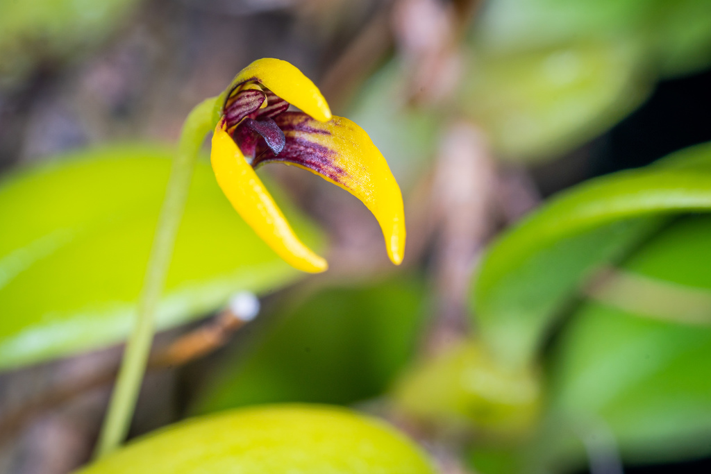 Bulbophyllum ngoyense