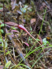 Brachionidium imperiale