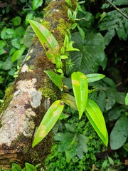 Pleurothallis dibolia