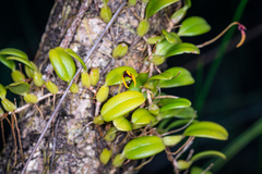 Bulbophyllum ngoyense