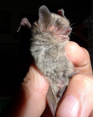 Long-Fingered Bat photo 3