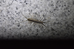 Thereuonema tuberculata