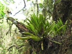 Acianthera sonderiana
