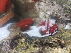 Actinia mediterranea
