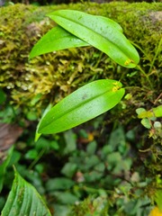 Pleurothallis dibolia