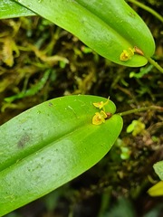 Pleurothallis dibolia