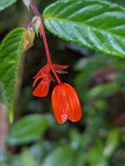 Begonia silverstonei