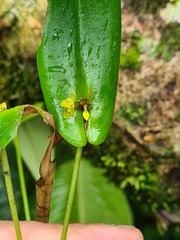 Pleurothallis dibolia