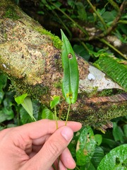 Pleurothallis dibolia
